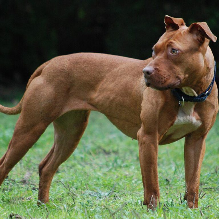 American PitBull Terrier-11