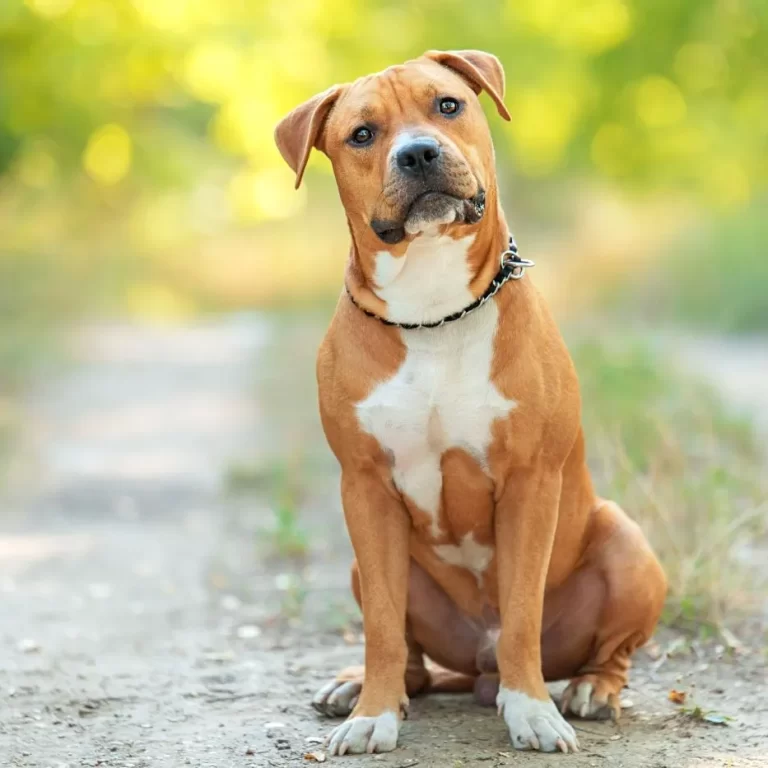 American Staffordshire Terrier-12