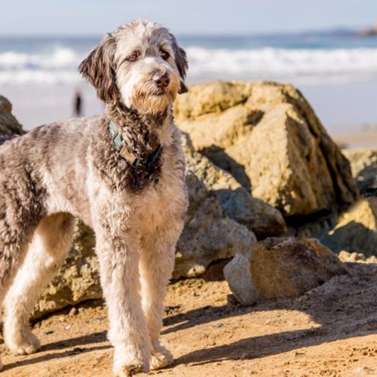 Aussiedoodle 103