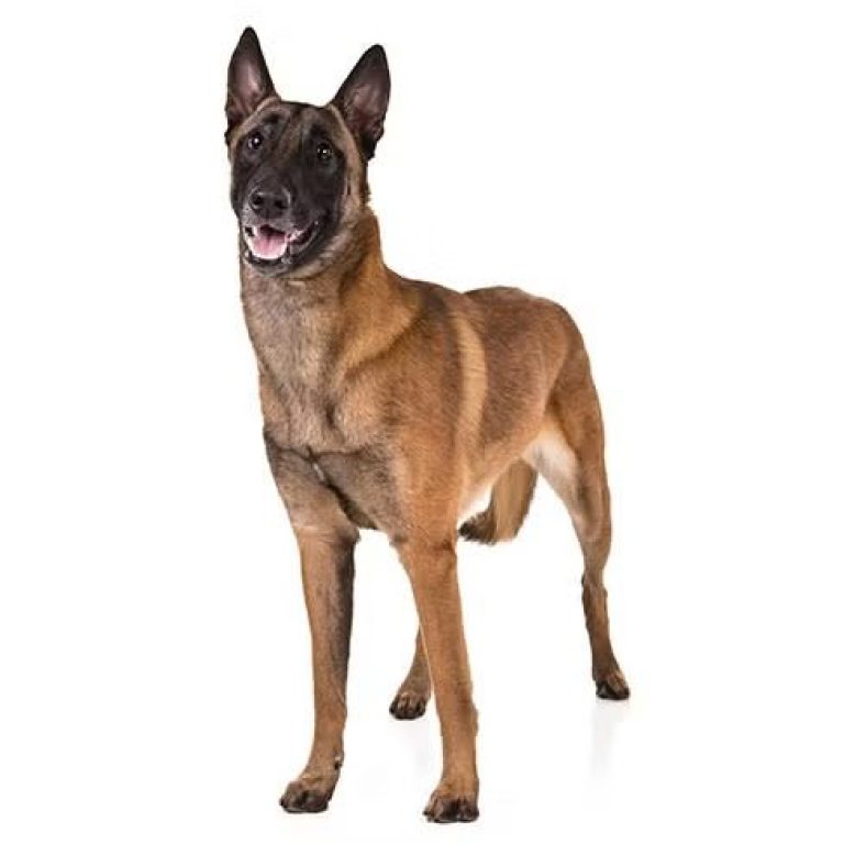 Belgian-Malinois-25