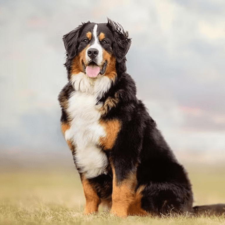 Bernese-Mountain-Dog-29