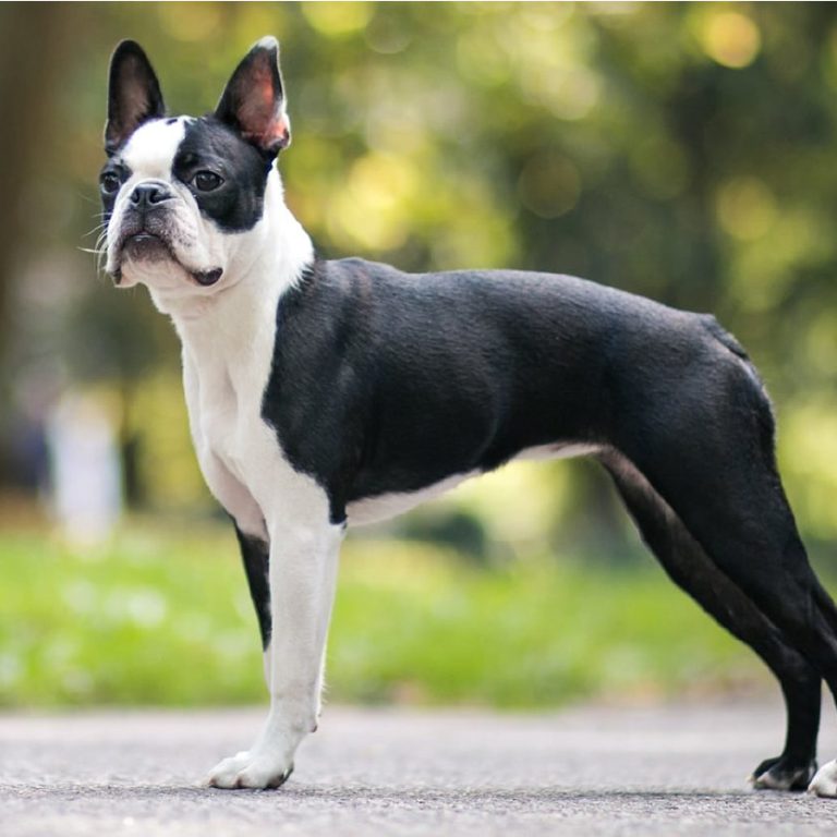 Boston Terrier