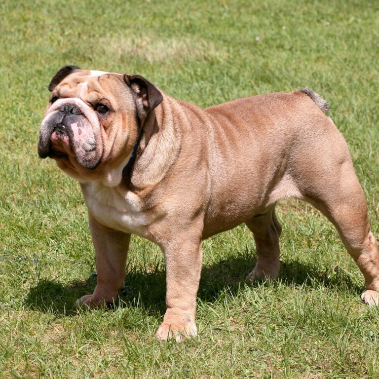 Bull Dog-46