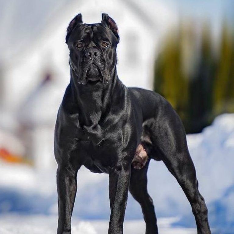 Cane Corso-51