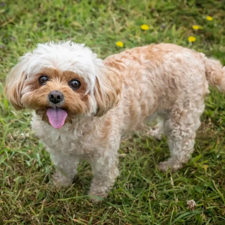 Cavachon-Spaniel-Mix (2)