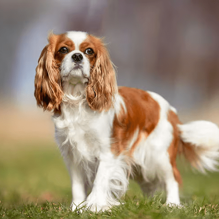 Cavalier-King-Charles-Spaniel-53
