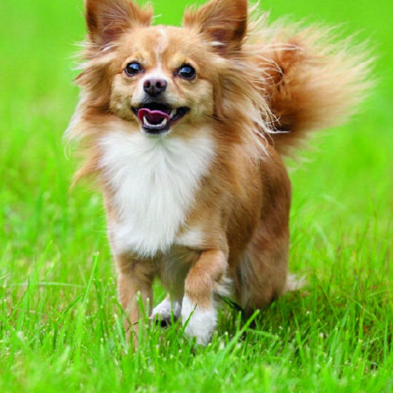 Chihuahua