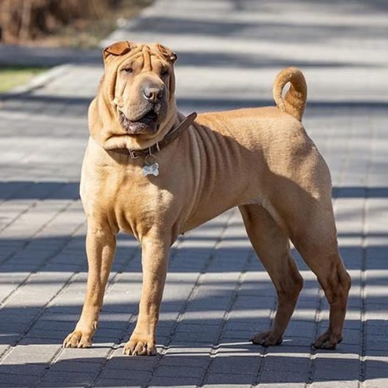 Chinese-Shar-Pei-standing-58
