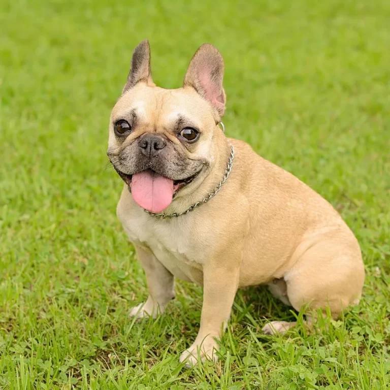 French Bulldog-82
