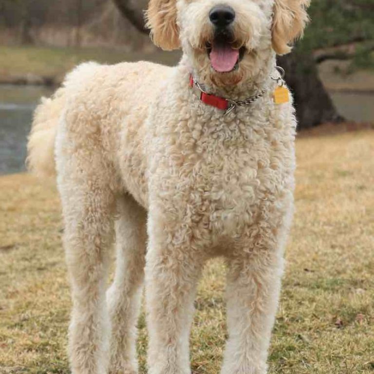 Golden Doodle 119