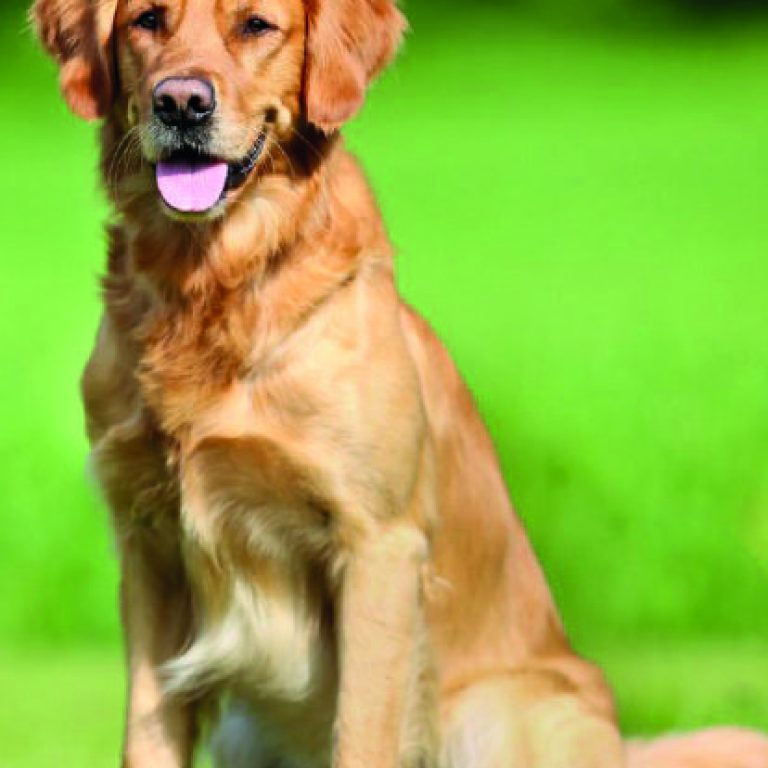 Golden Retriever