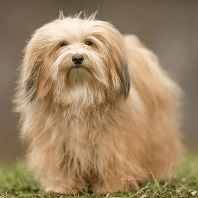 Havanese-97