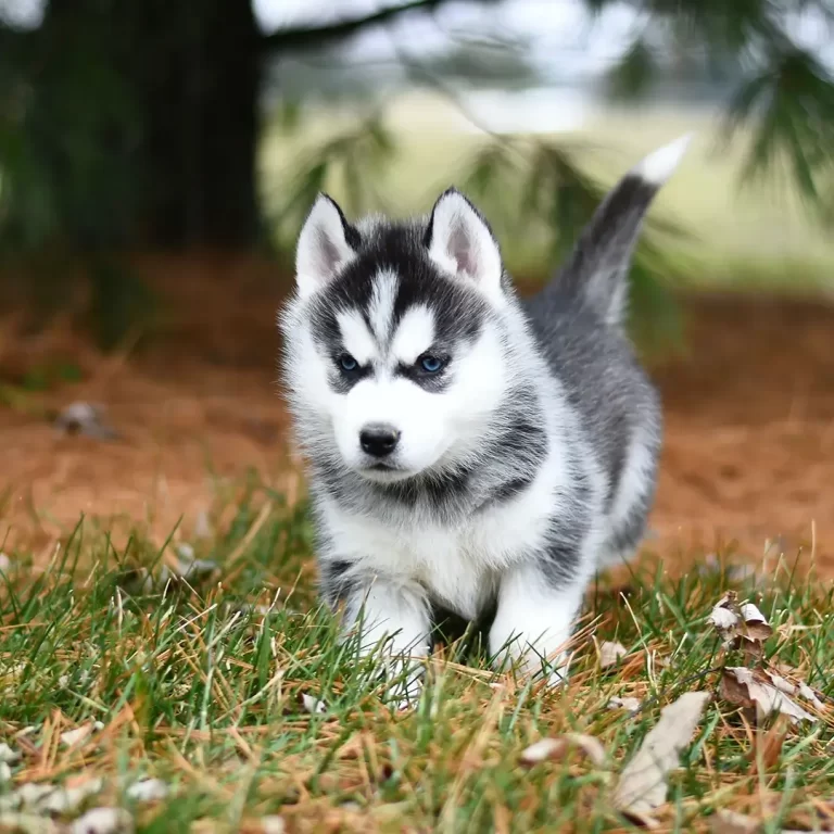 Huskydoodle 122 (1)