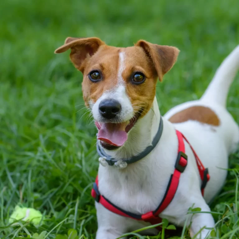 Jack Russell Terrier 128