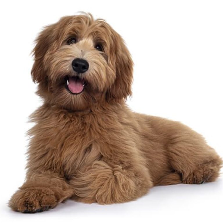 Labradoodle 135