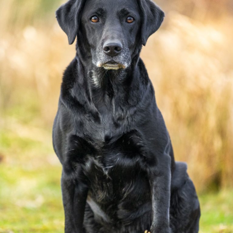 Labrador Retriever Black 136
