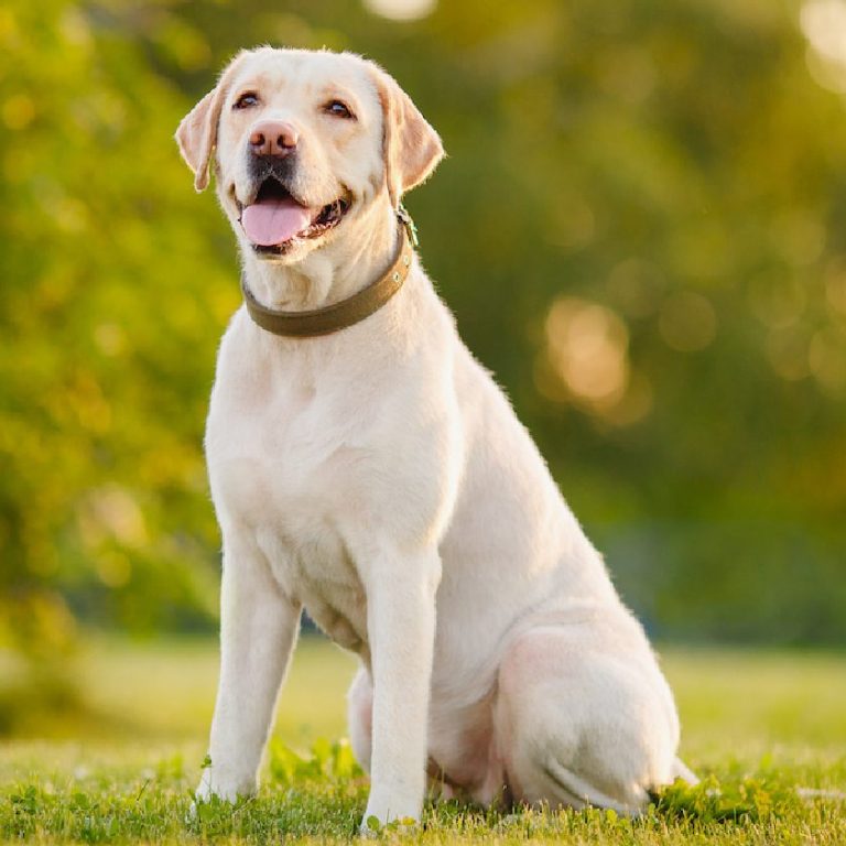 Labrador Retriever Yellow