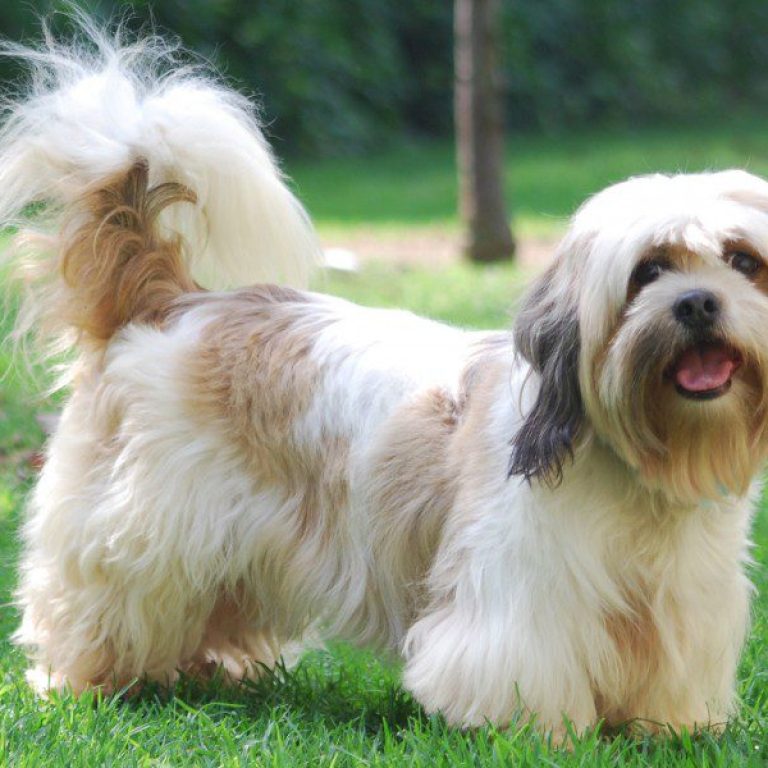 Lhasa Apso 141