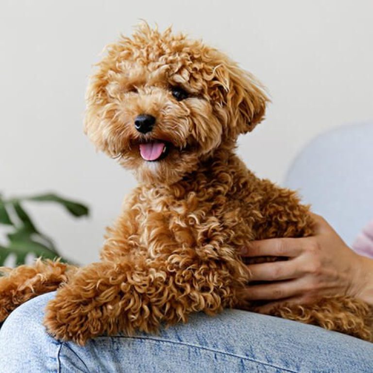 Maltipoo 145