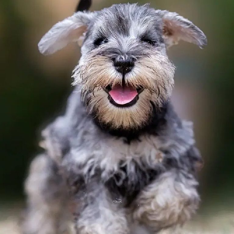 Miniature Schnauzer (1)