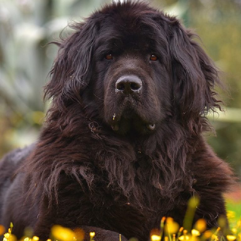Newfoundland