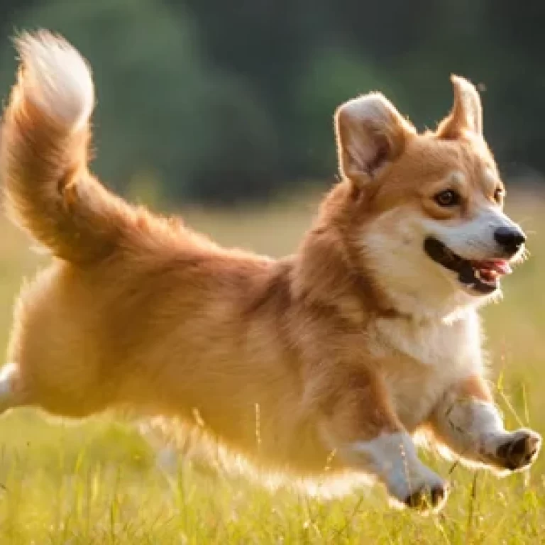 Pembroke Welsh Corgi 168