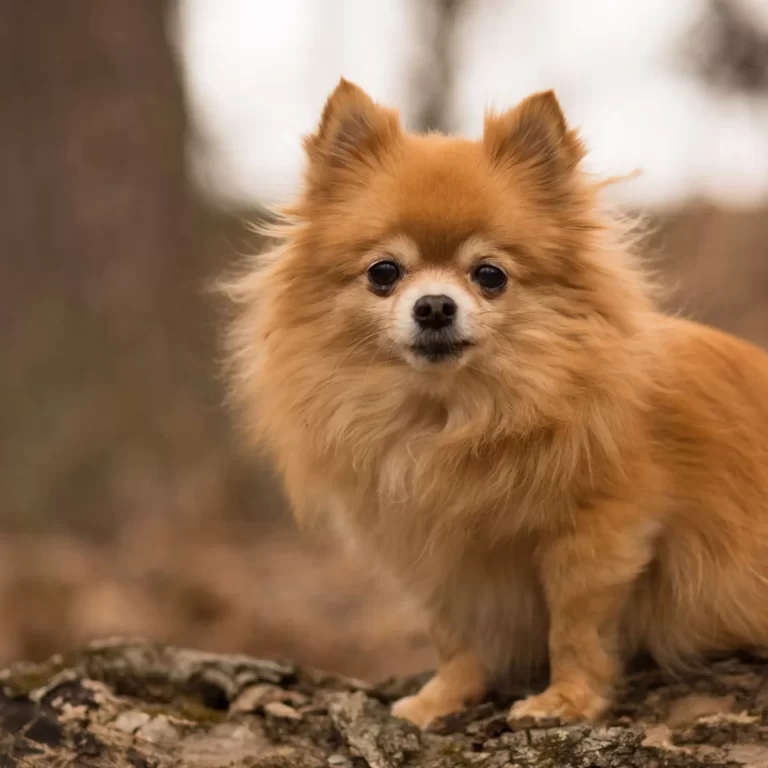 Pomchi 173