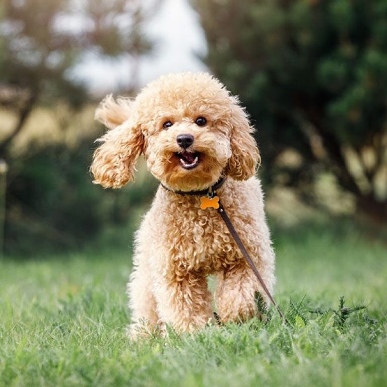 A smiling little puppy of a light brown poodle in a beautiful green meadow is happily running towards the camera. Cute dog and good friend. Free space to copy text.