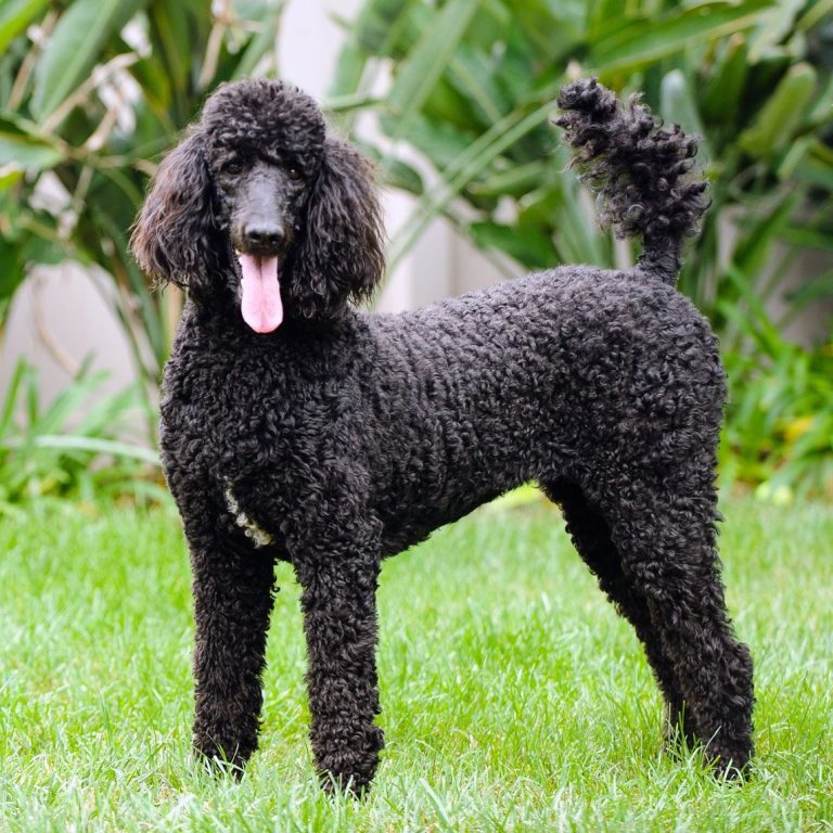 Poodle (Standard) 177