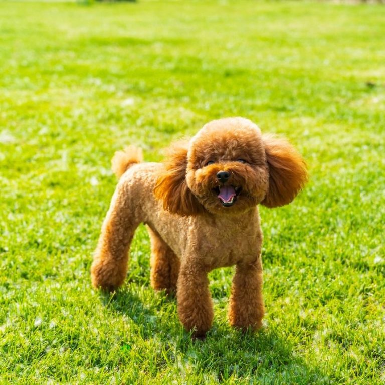 Poodle (Toy) 178