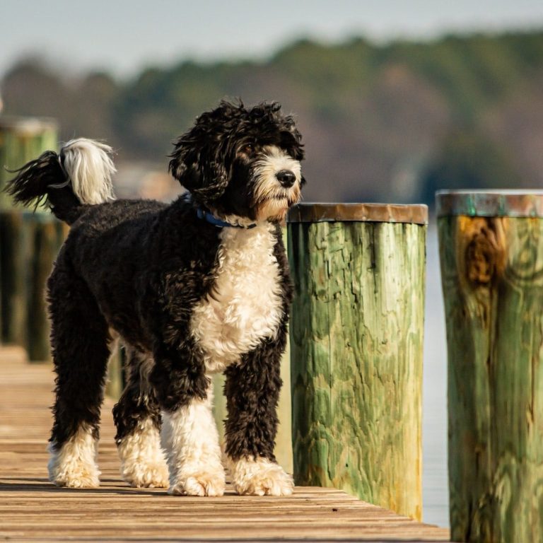 Portuguese Water Dog 182