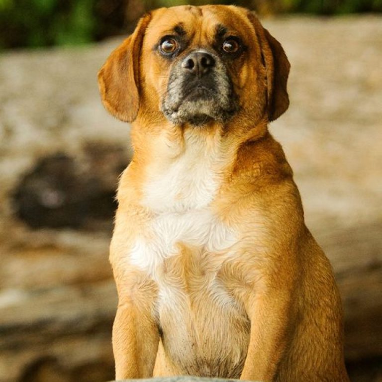 Puggle 185