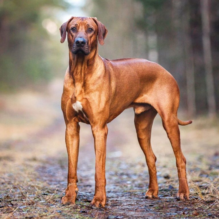 Rhodesian Ridgeback 192
