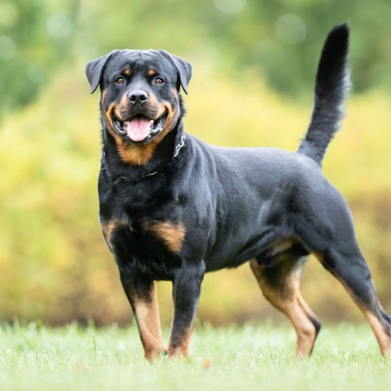 Rottweiler 193