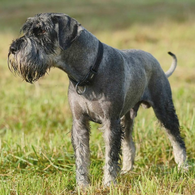 Schnauzer 199