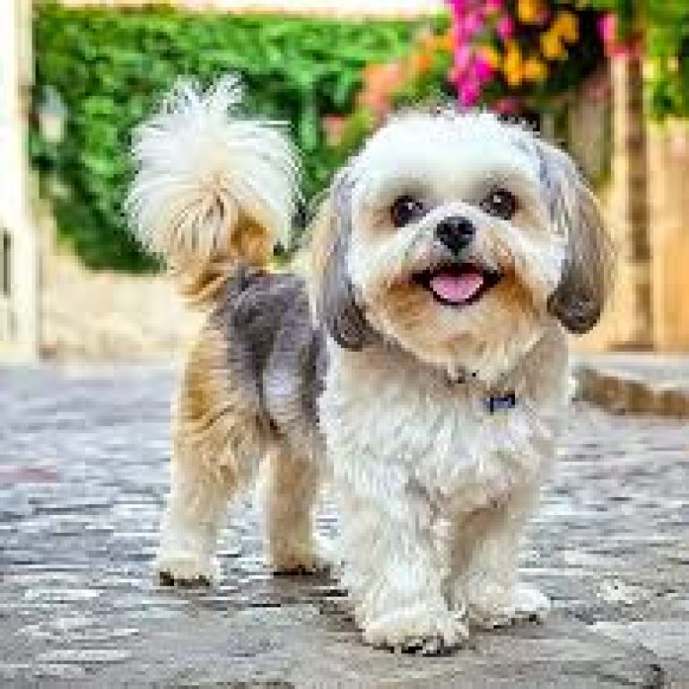 Shih Tzu 211
