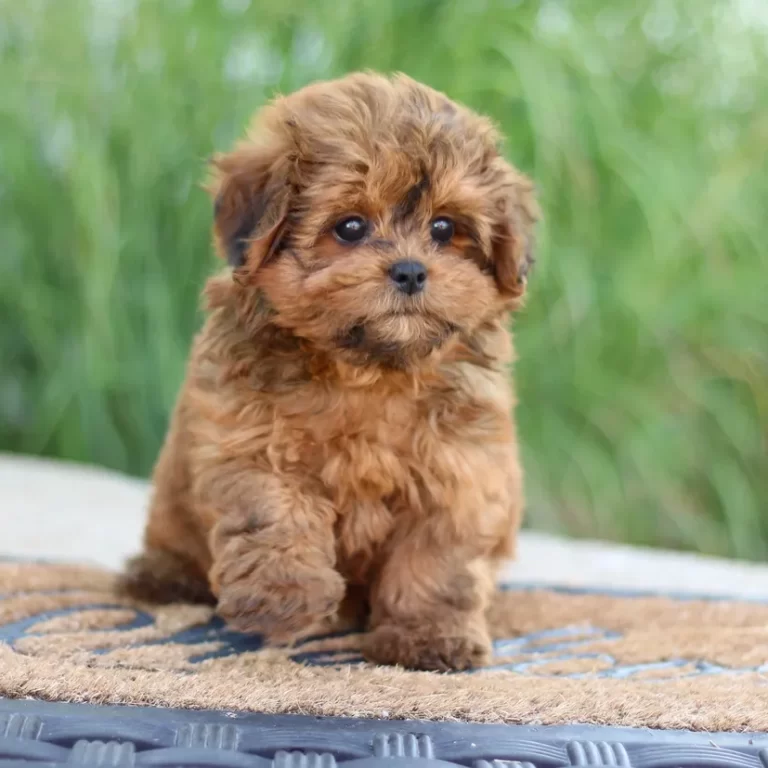 Shih-poo 212