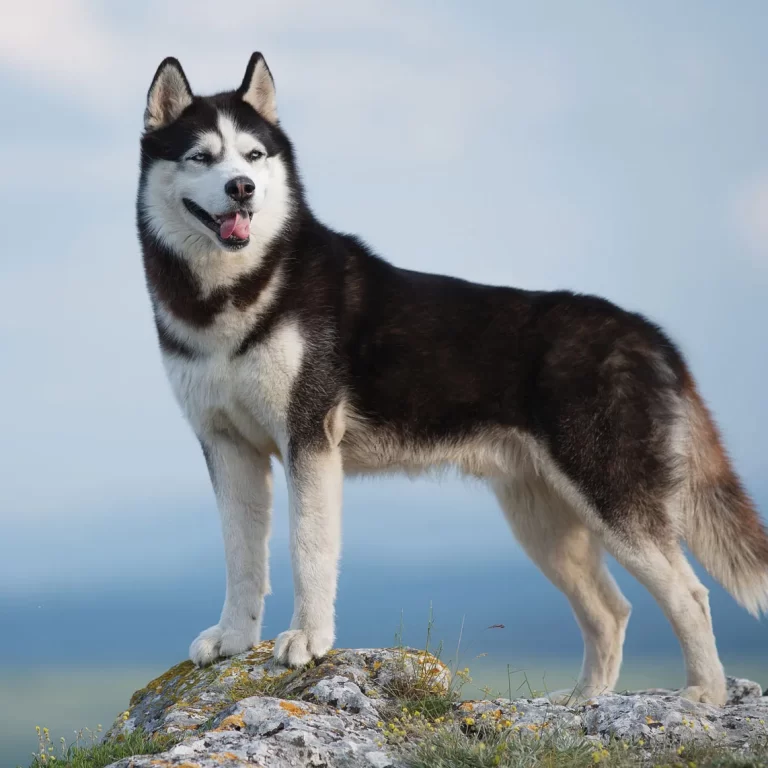 Siberian Husky 213