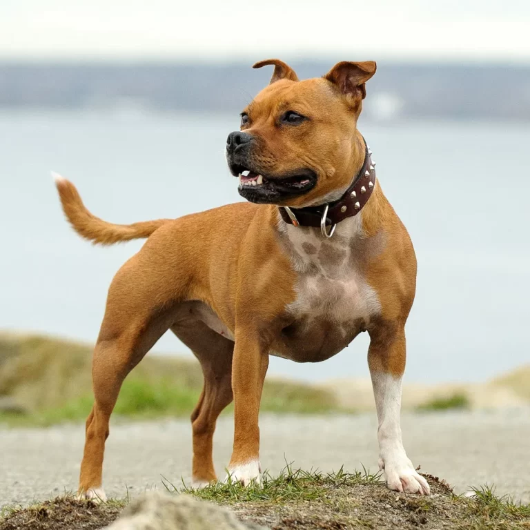 Staffordshire Bull Terrier 222