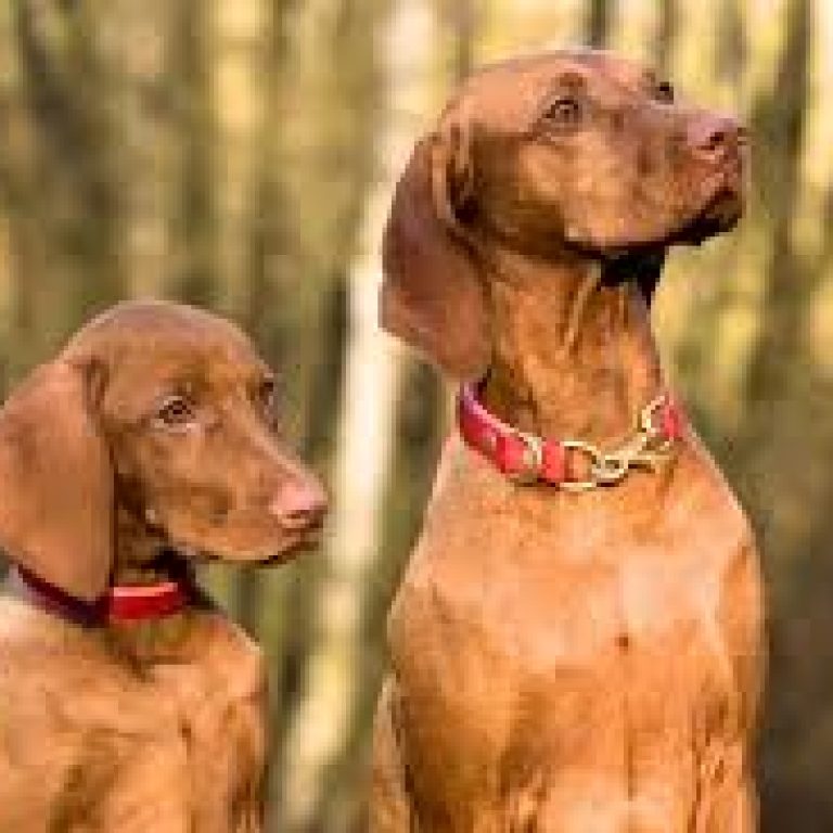 Vizsla 229