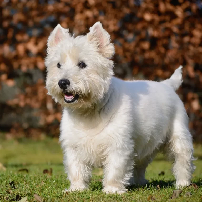 West Highland White Terrier 234