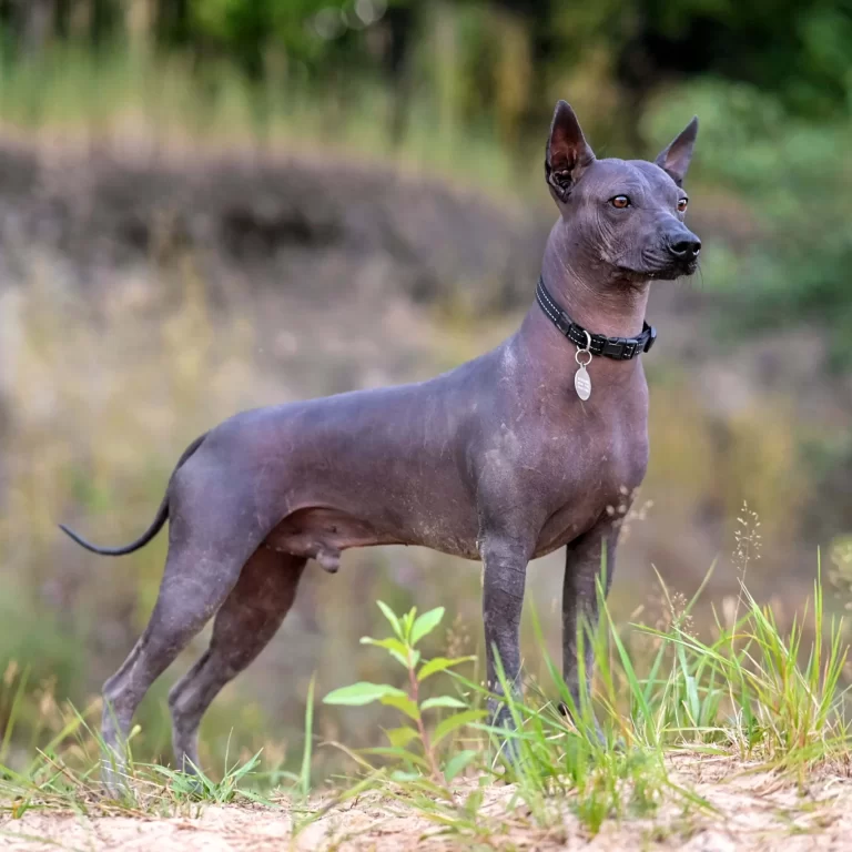 Xoloitzcuintli 3