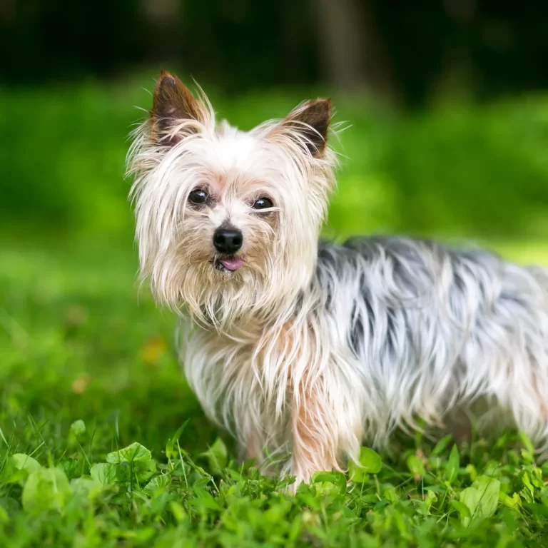 Yorkshire Terrier 243