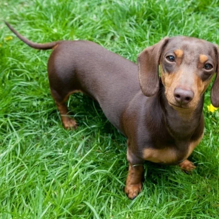dachshund_65