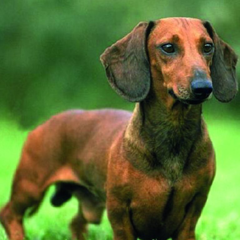 dachsund