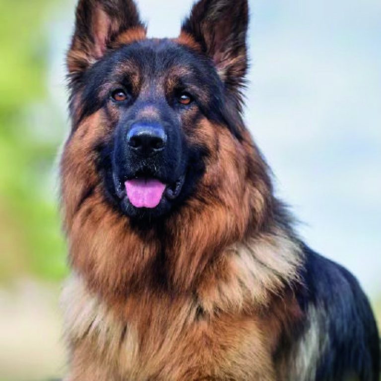 german shepherd