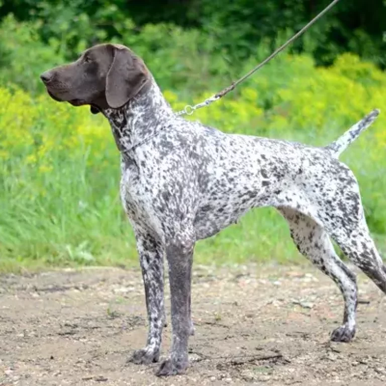 german-shorthaired-pointer-85 (1)