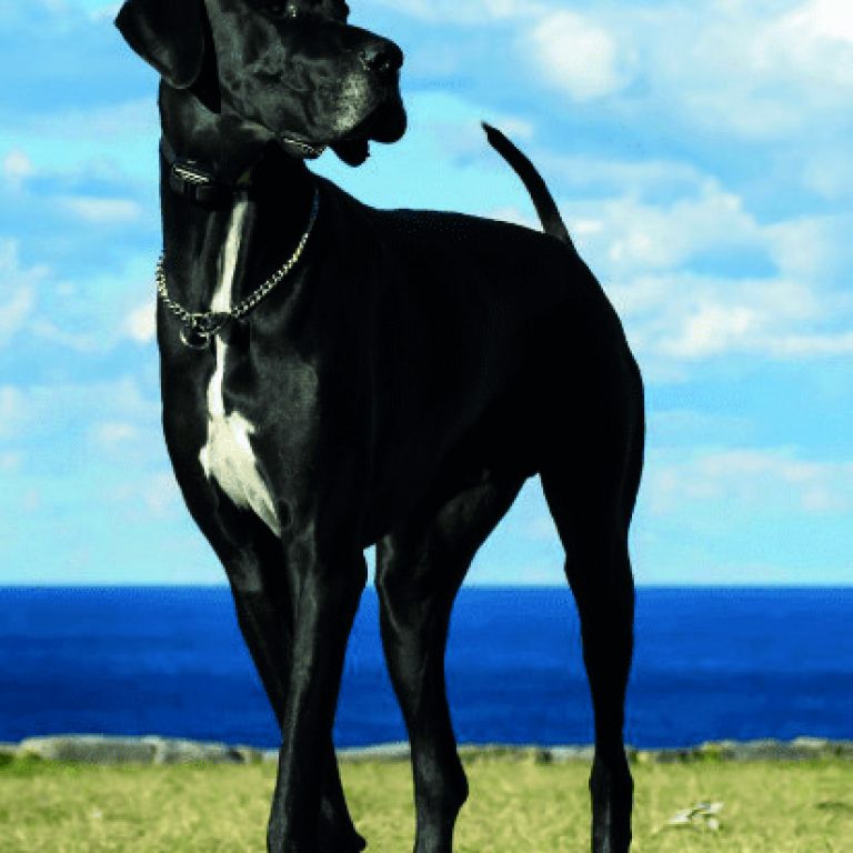 great dane