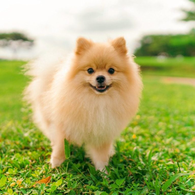 pomeranian 174