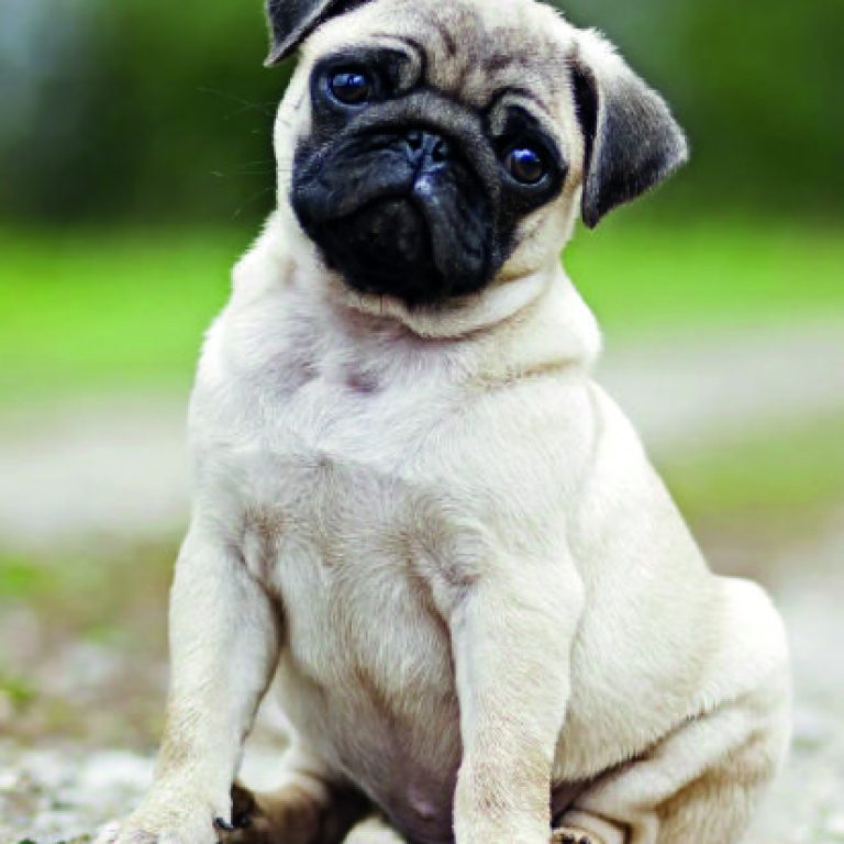 pug